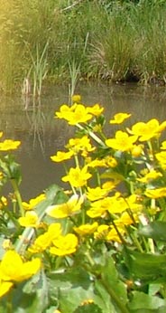 Pension Erika Fischer - Heigenbr�cken Spessart