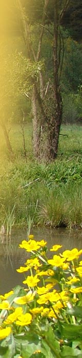 Pension Erika Fischer - Ferienzimmer